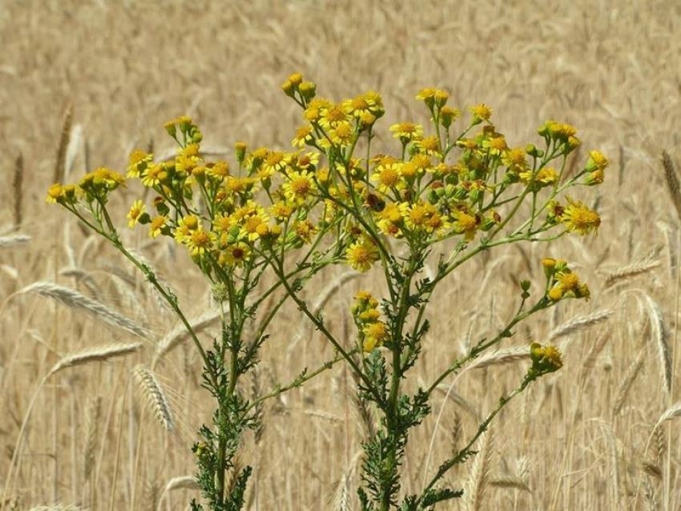 A parlagfu és a pázsitfűfélék a leggyakoribb allergének