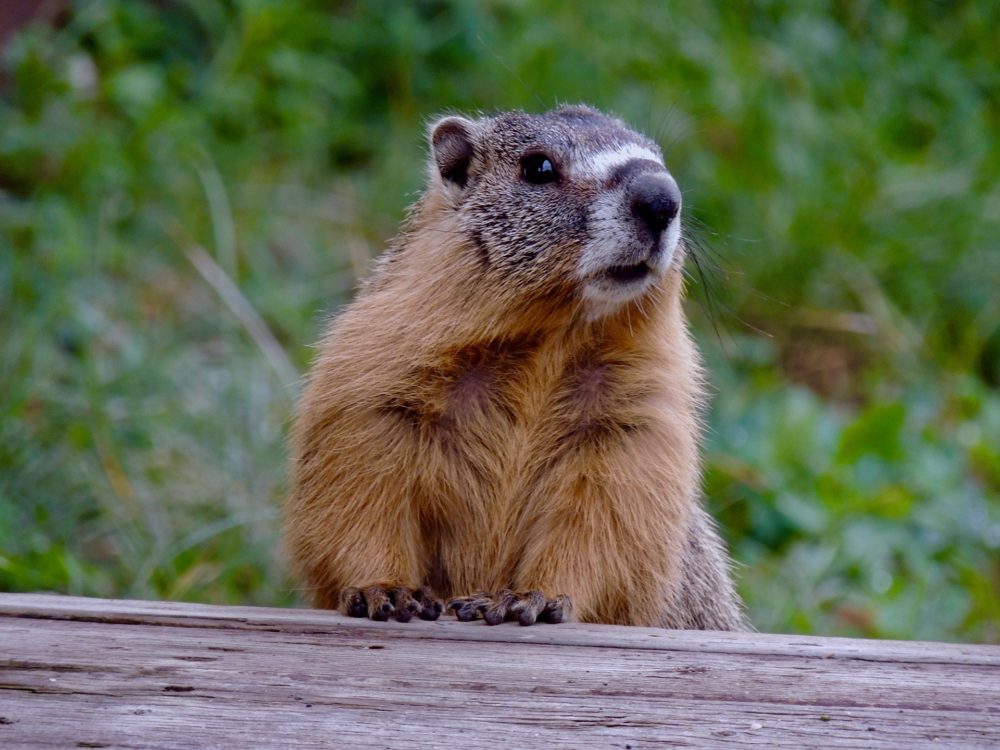 marmot-5249335_1920-1000x750.jpg
