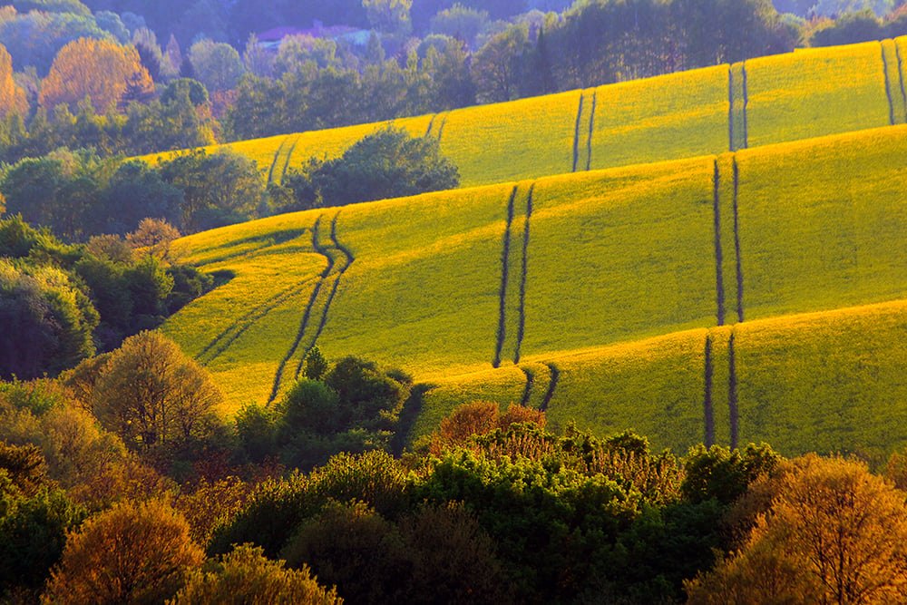 egyetlen hozott pfalz)