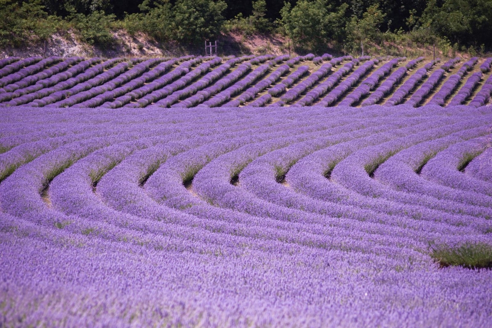 Lenyűgöző látvány: lilába borult a Kőröshegyi Levendulás | szmo.hu