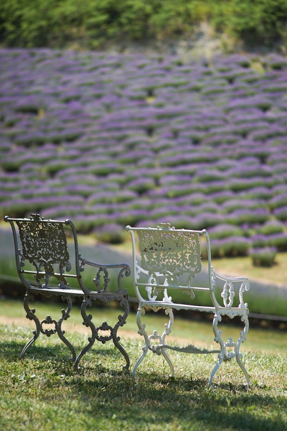 Lenyűgöző látvány: lilába borult a Kőröshegyi Levendulás | szmo.hu