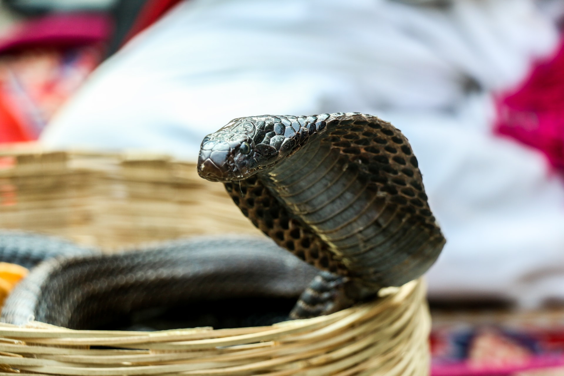 kígyó a péniszen