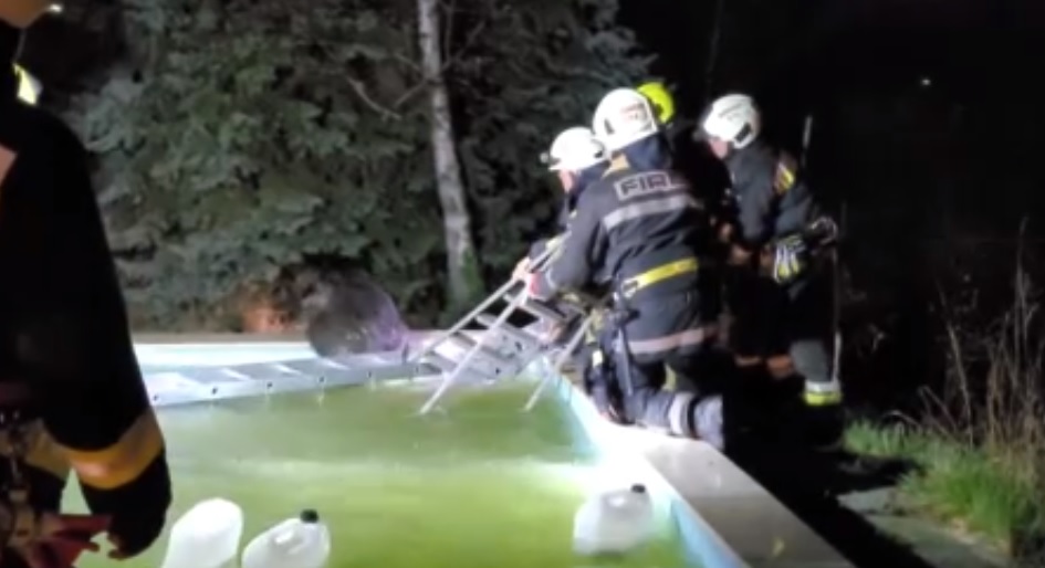 Vaddisznó-wellness – tűzoltók segítettek egy vaddisznónak kikászálódni a budakeszi család úszómedencéjéből