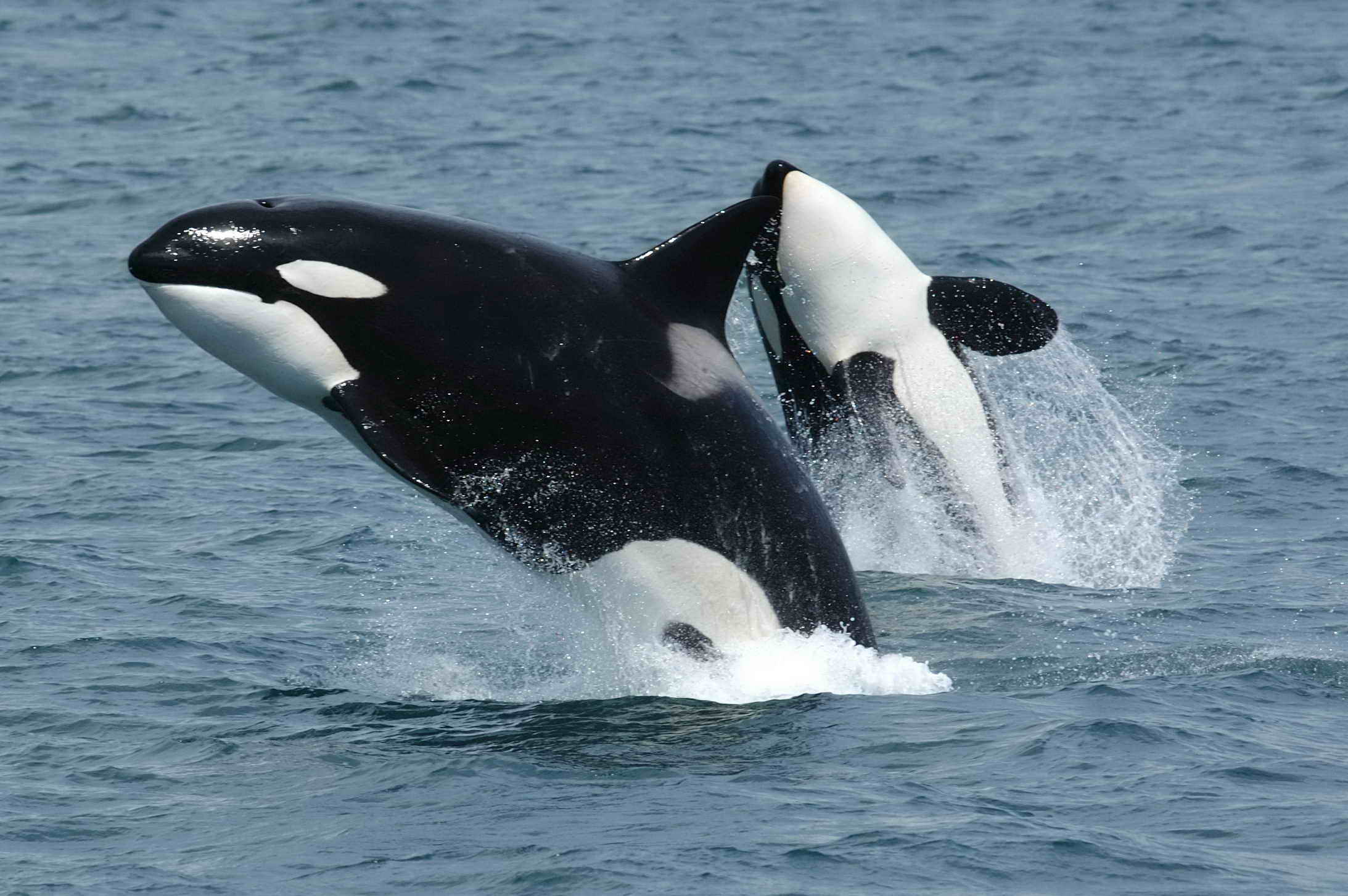 Misterio: Orcas atacan barcos en grupos frente a las costas de España