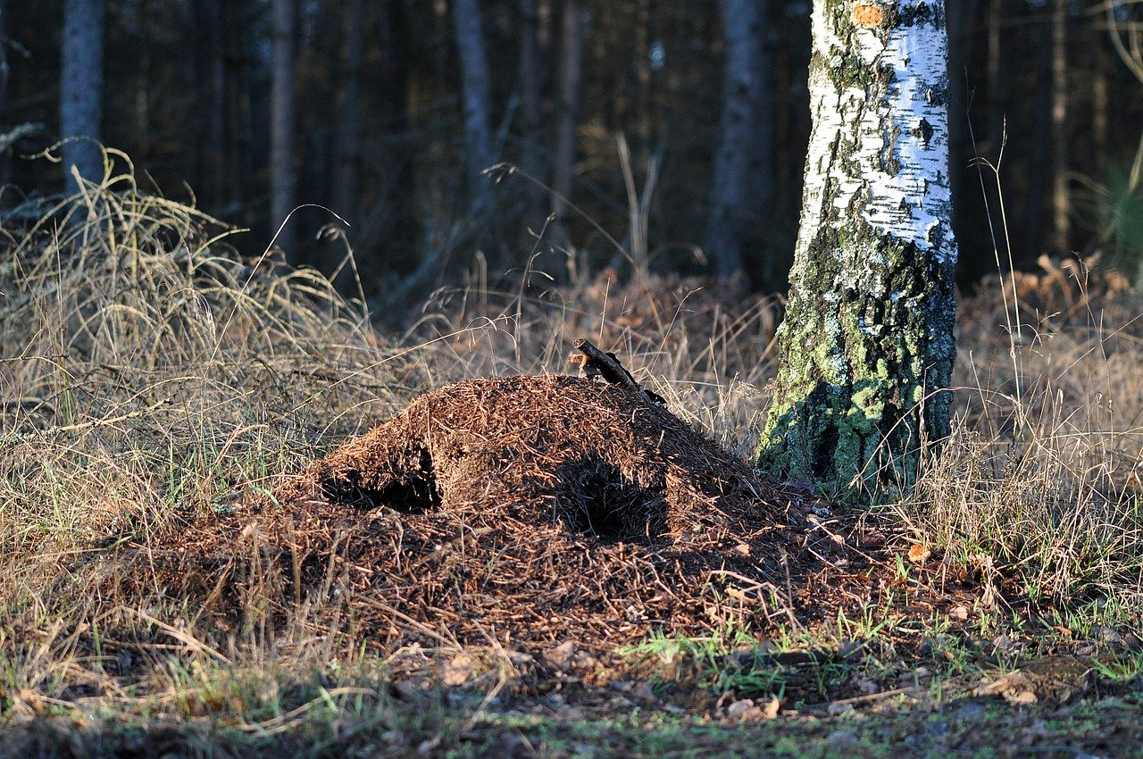 törzs a pénisz)
