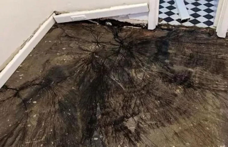 Tiszta Stranger Things! Egy ausztrál nő ijesztő fekete hálókat talált a padlója alatt | szmo.hu