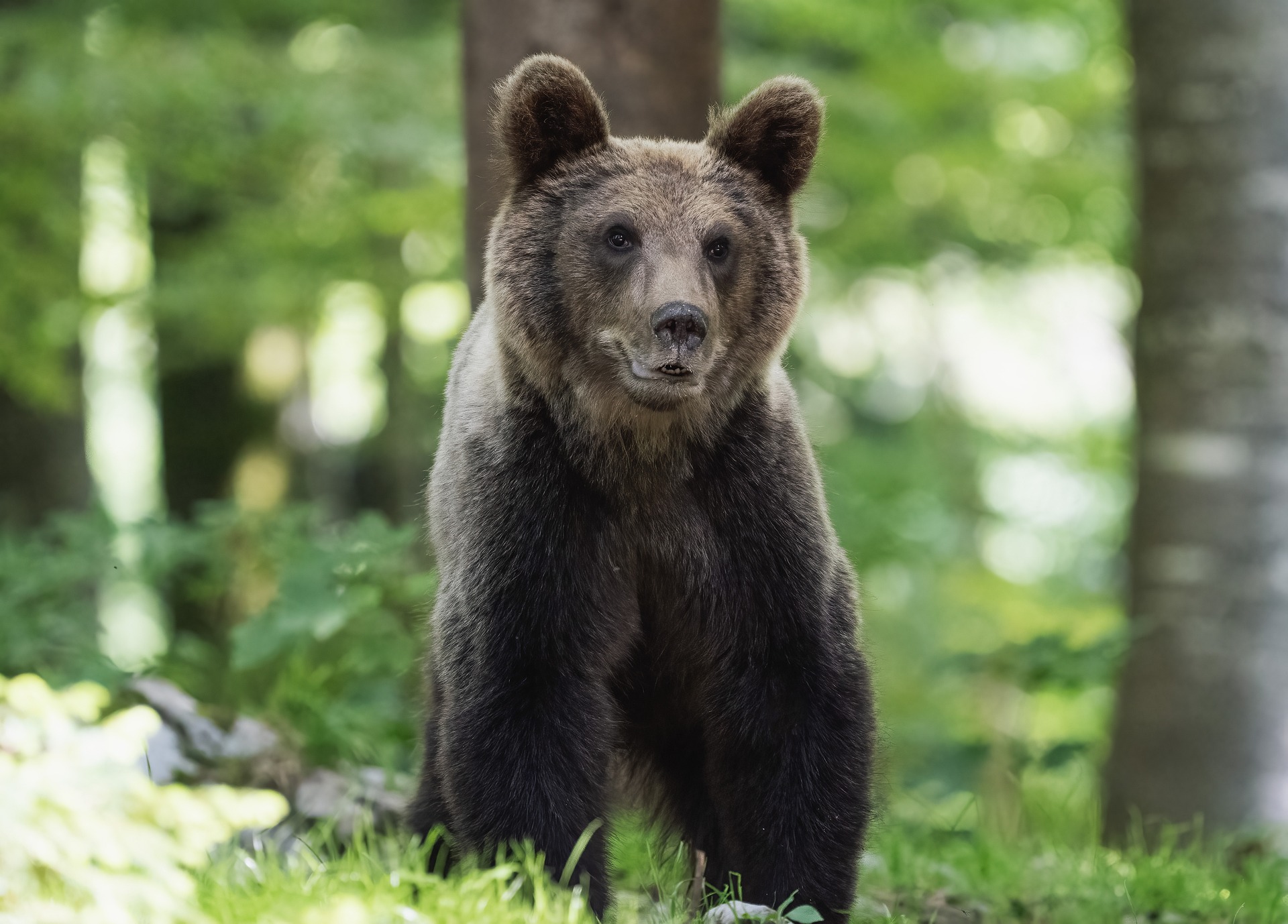 Felfalta a kacsákat az állatkerti medve, miközben a gyerekek végignézték a támadást