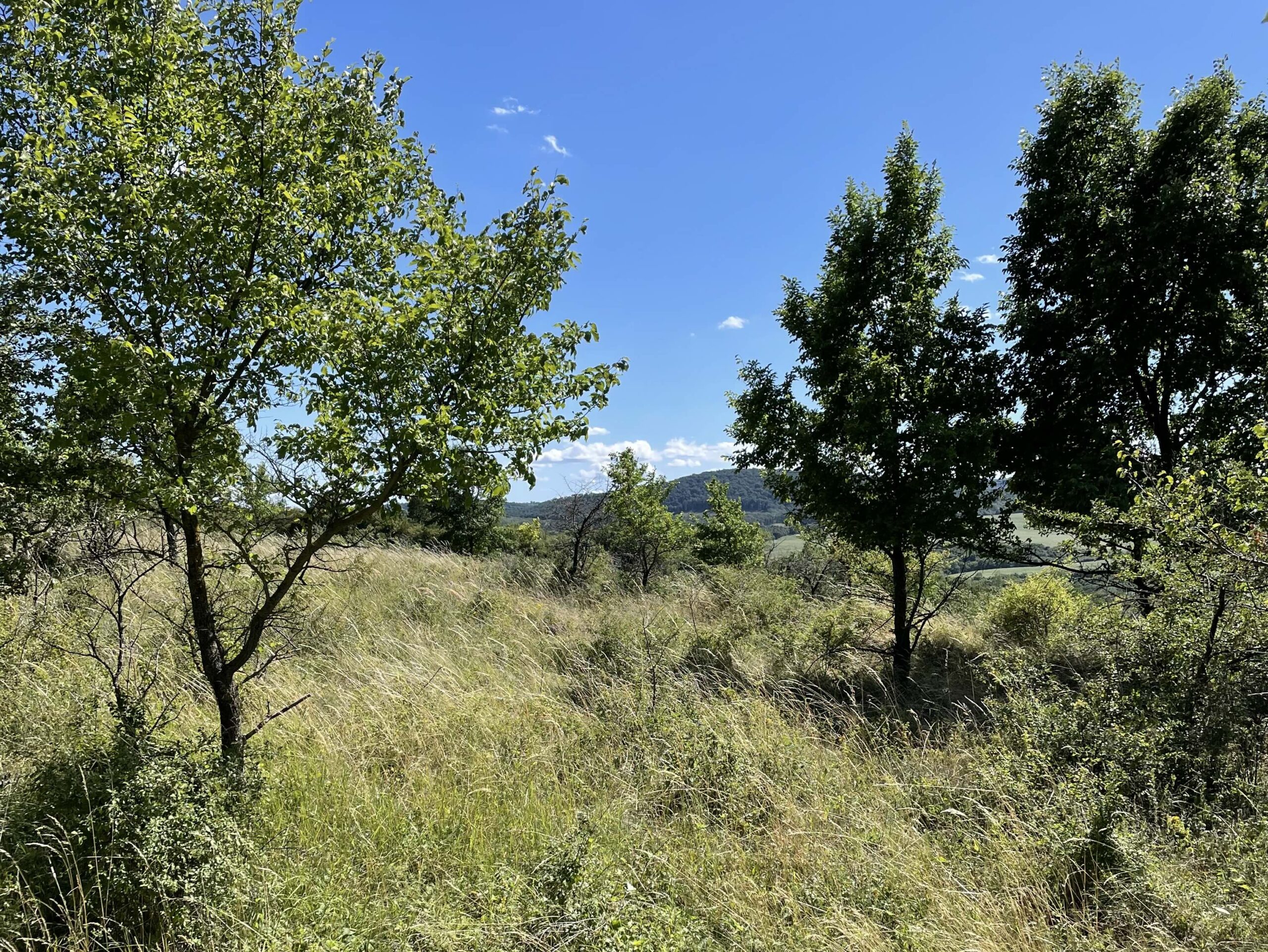 Így szerezhetsz magadnak telket teljesen ingyen – ezt a szabályt kell ismerned...